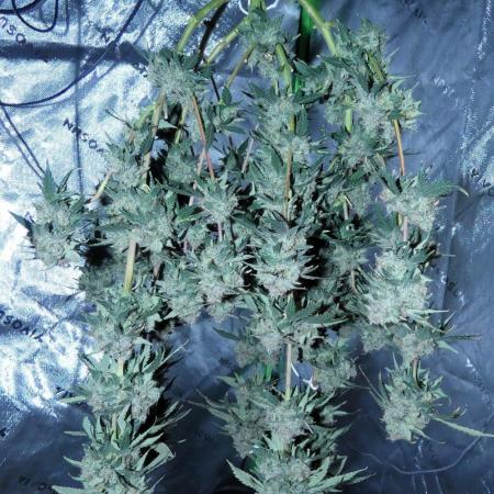 Blueberry - QCS
