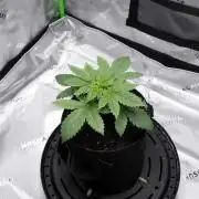 Raspberry Beret "Indica" Pheno