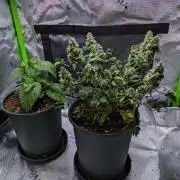 Blueberry Bastard F5 (seedrun) - 7 East