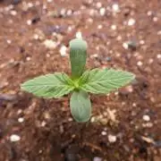 Grape Crinkle - Mephisto