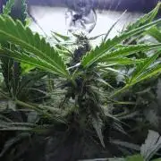 Grape Crinkle - Mephisto