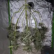 Crush Kush - QCS