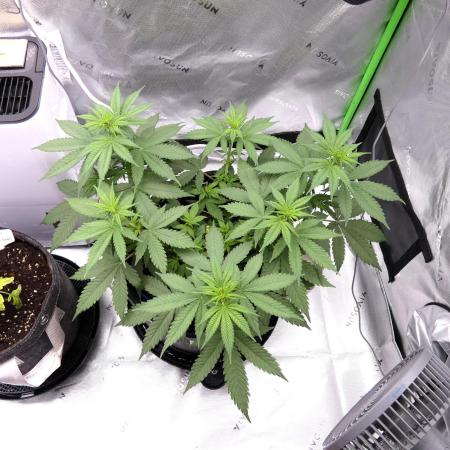 Blueberry - QCS
