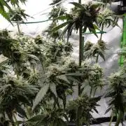 Blueberry - QCS