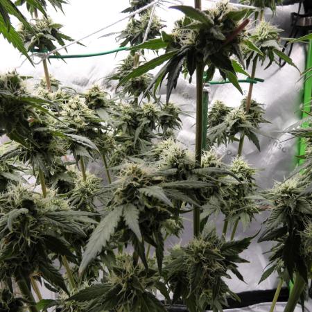 Blueberry - QCS