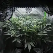 Grape Crinkle - Mephisto