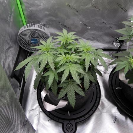 Crush Soda Kush
