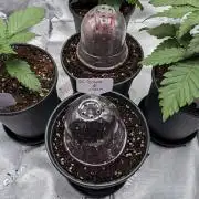 Grape & Cream