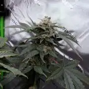Crush Kush - QCS