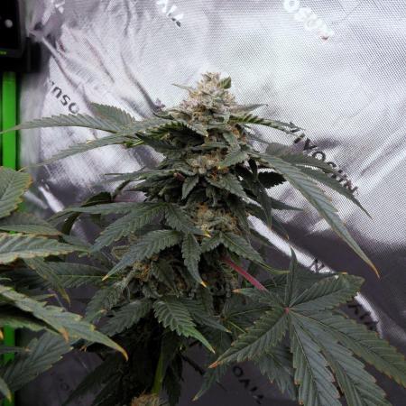 Crush Kush (seedrun x freakshow) - QCS