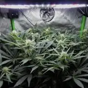 Grape Crinkle - Mephisto