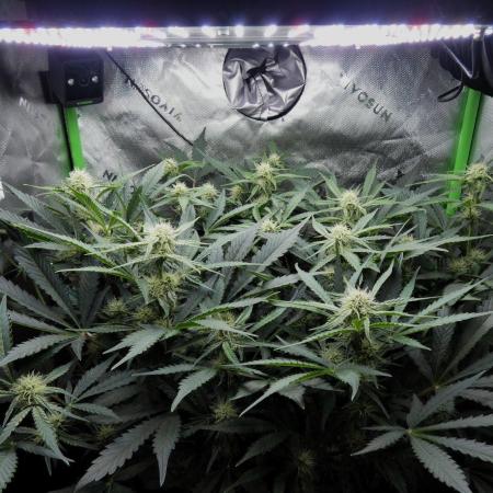 Grape Crinkle - Mephisto