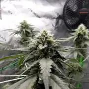 Blueberry - QCS