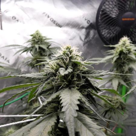 Blueberry - QCS