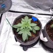 Crush Soda Kush
