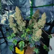 Blueberry Bastard F4 - 7 East Genetics