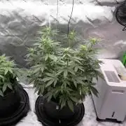Blueberry - QCS