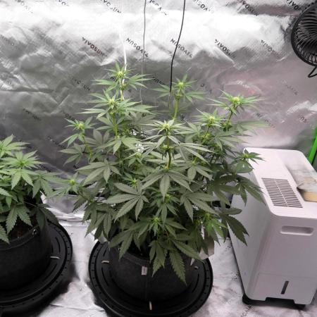 Blueberry - QCS