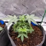 Blueberry - QCS