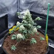 Blueberry Bastard Seed Run