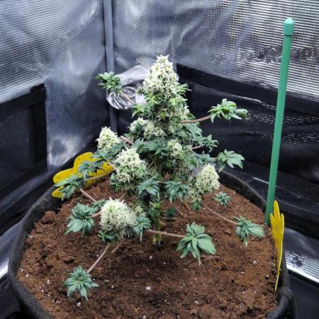 Blueberry Bastard Seed Run