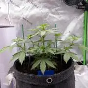 Blueberry - QCS