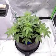 Blueberry - QCS