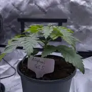 QC Afghanistan Kush