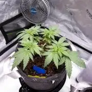 Crush Soda Kush
