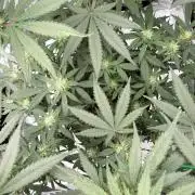 Blueberry - QCS