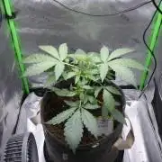 Grape Crinkle - Mephisto