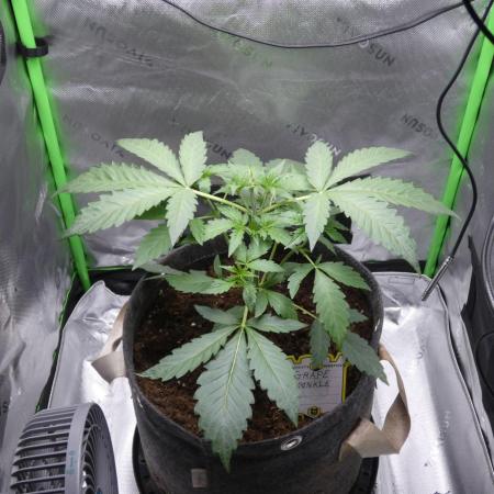 Grape Crinkle - Mephisto