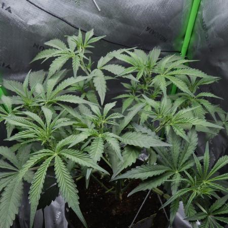 Grape Crinkle - Mephisto