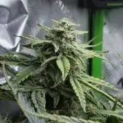 Grape Crinkle - Mephisto
