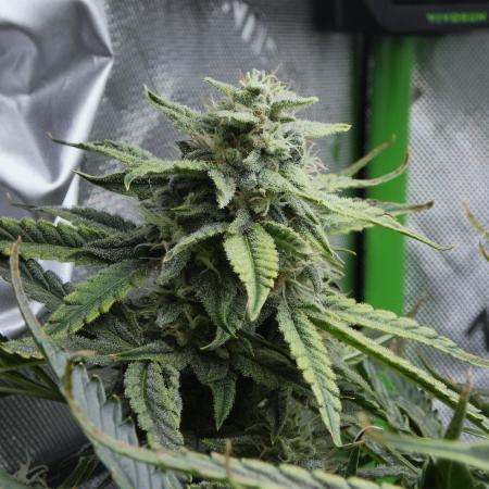 Grape Crinkle - Mephisto