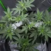 Project "Beverly Krusher" Part 2