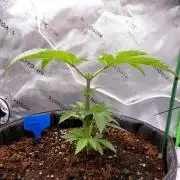 Purple Dragon Balls - 7 East Genetics