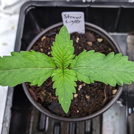 QC Strawberry Lights
