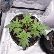 Crush Soda Kush