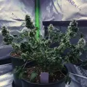 Blueberry Bastard F5 (seedrun) - 7 East