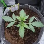 Grape Crinkle - Mephisto