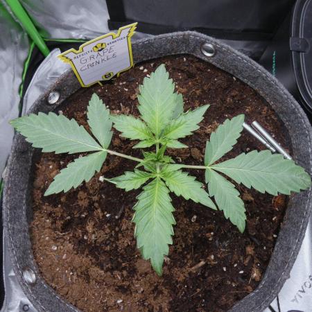 Grape Crinkle - Mephisto