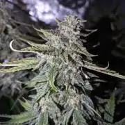 Grape Crinkle - Mephisto