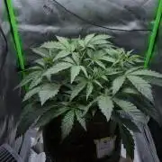 Grape Crinkle - Mephisto