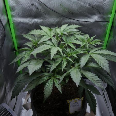 Grape Crinkle - Mephisto