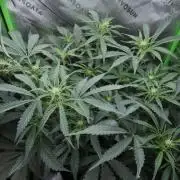 Grape Crinkle - Mephisto