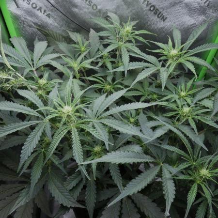 Grape Crinkle - Mephisto
