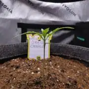Grape Crinkle - Mephisto