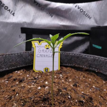Grape Crinkle - Mephisto