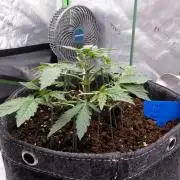 Crush Soda Kush